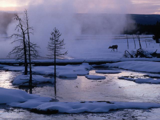 Elk Calf Lower Geyser Basin Yellowstone National Park Wyoming