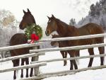 Holiday Horses