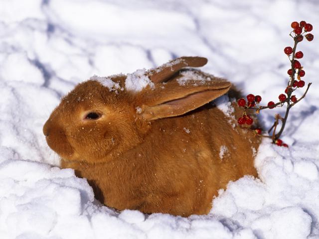 New Zealand Rabbit Iowa