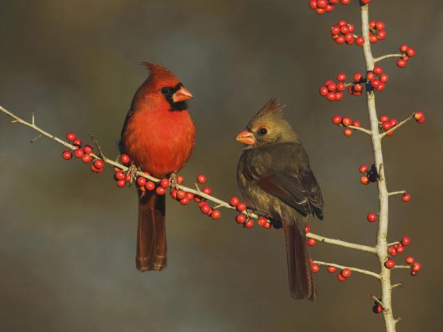 Northern Cardinals Eating Berries Hill Country Texas