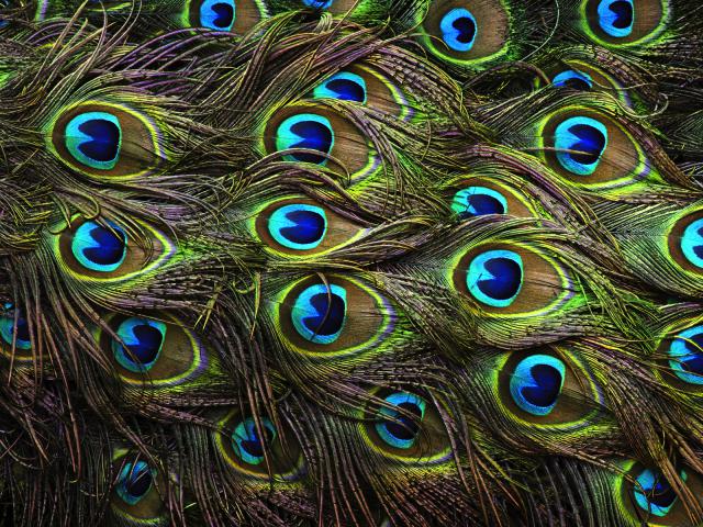 Peacock Feathers