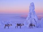Reindeers Lapland Finland