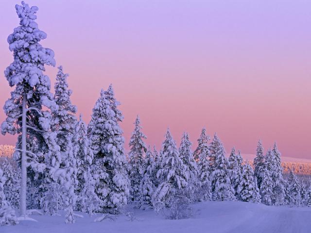 Snow-Covered Forest at Sunset Lapland Finland