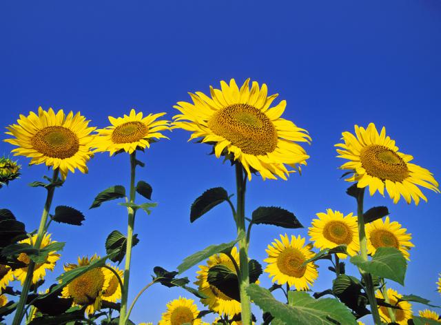 Sunflowers in Bloom St. Anne. Manitoba