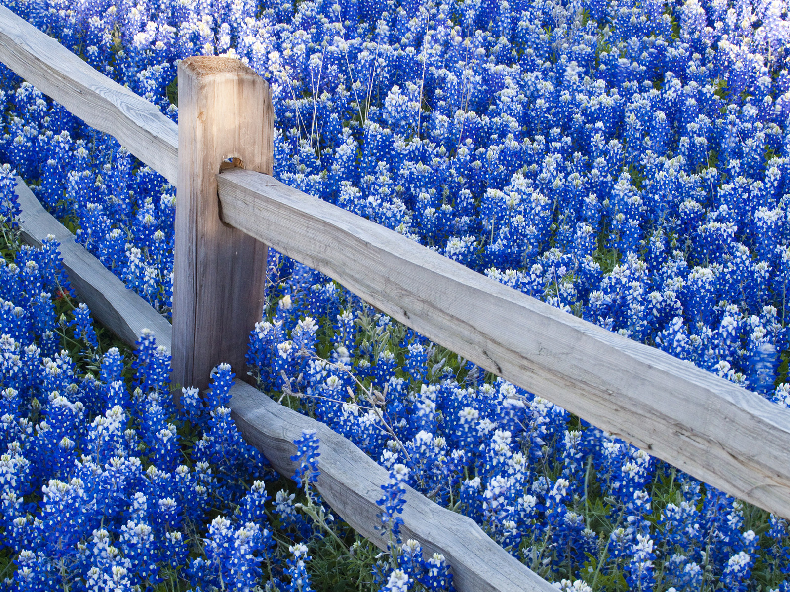 Texas Bluebonnets Along Fence Line