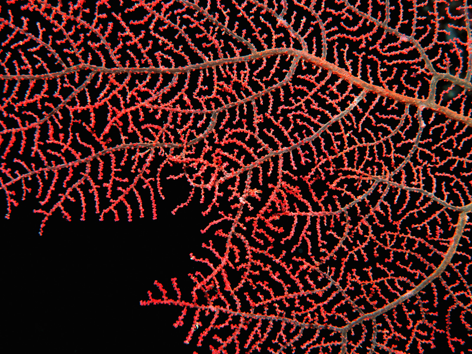 Tiny Pygmy Seahorse on a Sea Fan