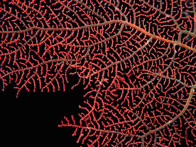 Tiny Pygmy Seahorse on a Sea Fan