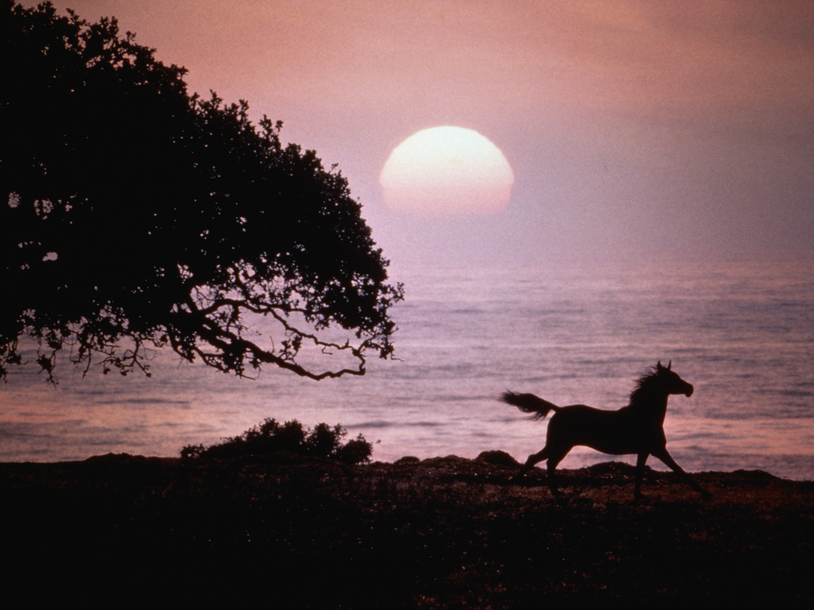 Trotting Horse at Sunset Dyersville Iowa