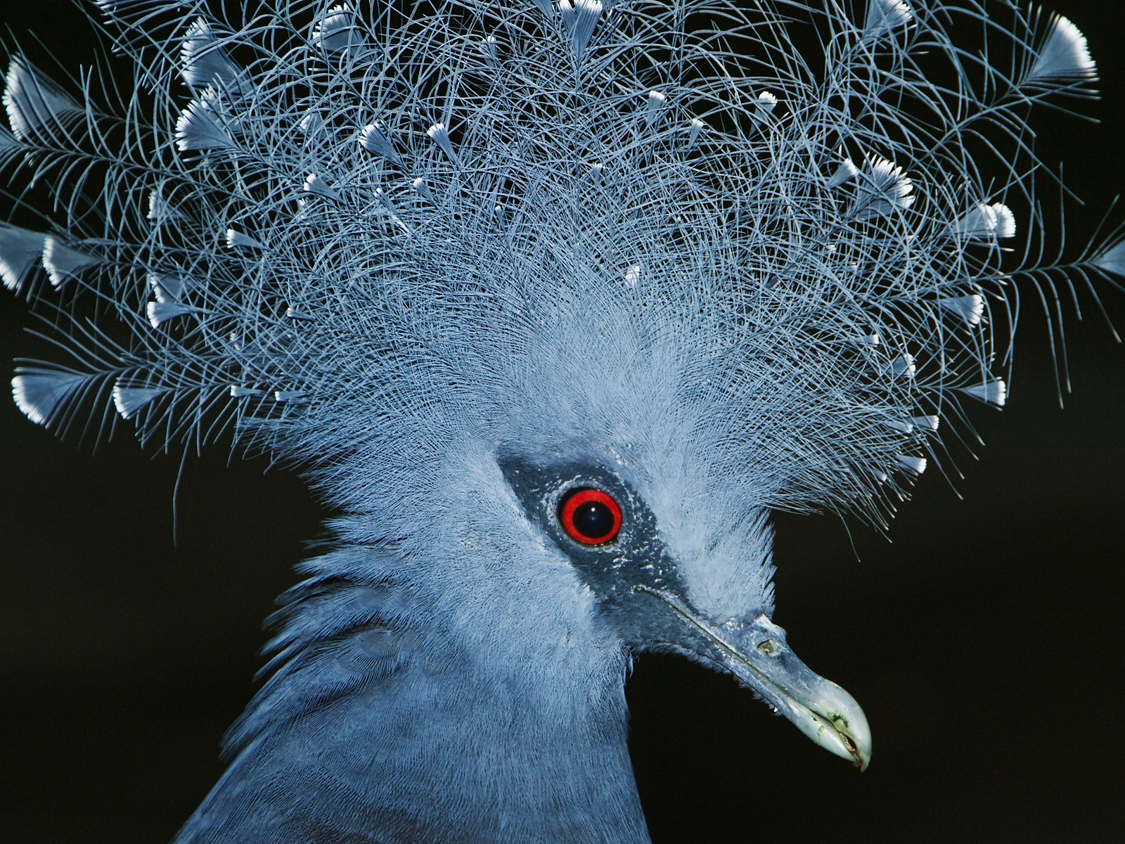 Victoria Crowned Pigeon