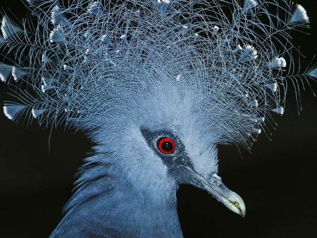 Victoria Crowned Pigeon