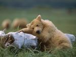 Grizzly Bear Sleeping, Katmai National Park, Alaska