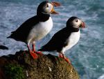 Puffins, Latrabjarg, Iceland