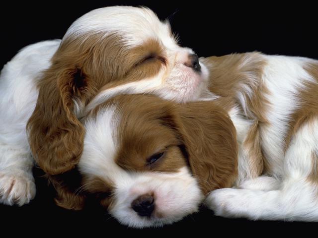 Sleeping King Charles Spaniels