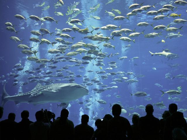 Whale Shark and Crevalle Jacks, Atlanta, Georgia