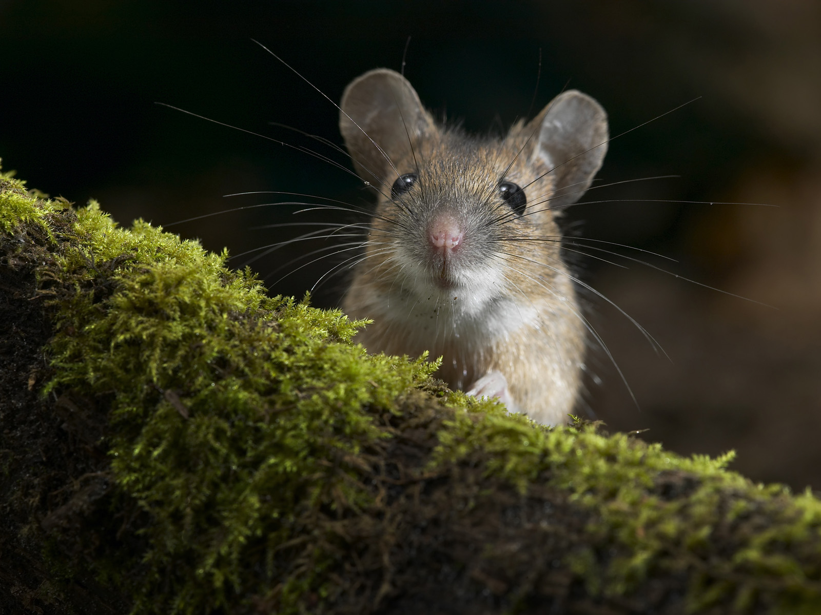 Yellow-Necked Field Mouse