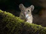 Yellow-Necked Field Mouse