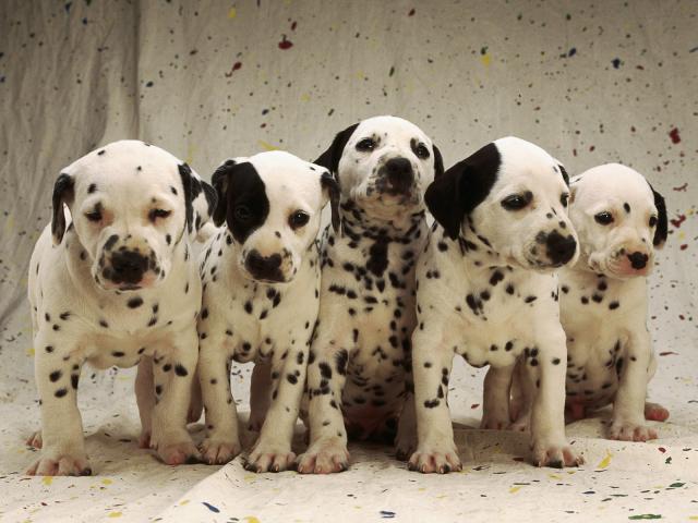 Dalmatian Puppies