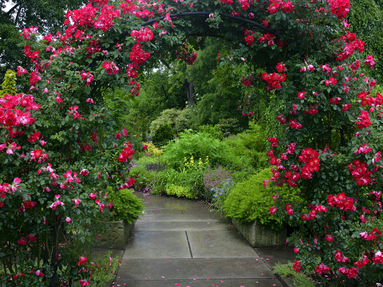 Rose Garden, Cleveland Botanical Garden, Ohio