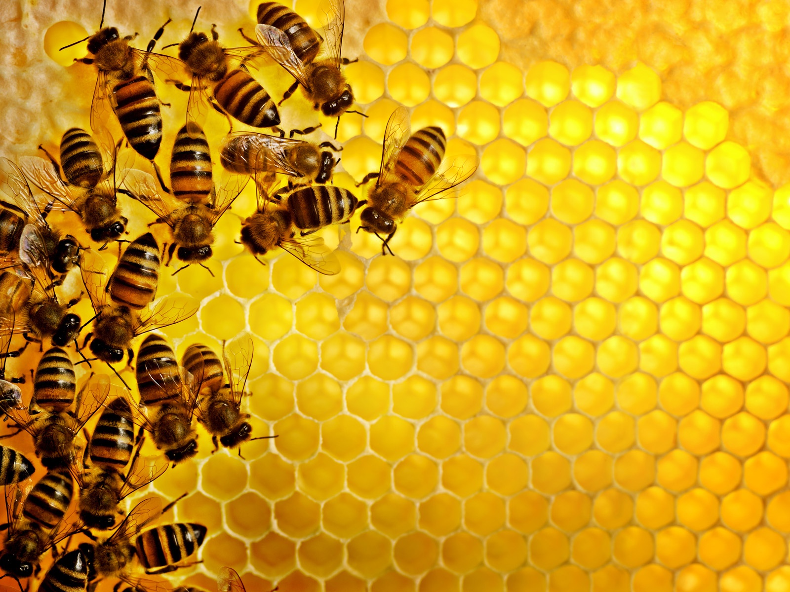 Honey Bees, Sweden
