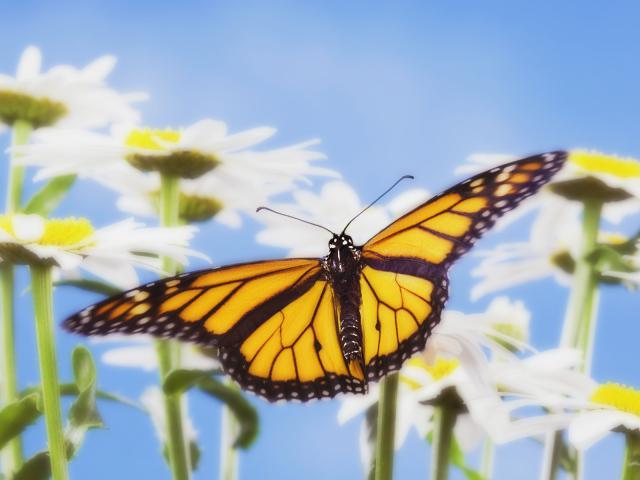 Monarch Butterfly