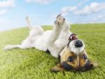 Topsy Turvy, Jack Russell Terrier