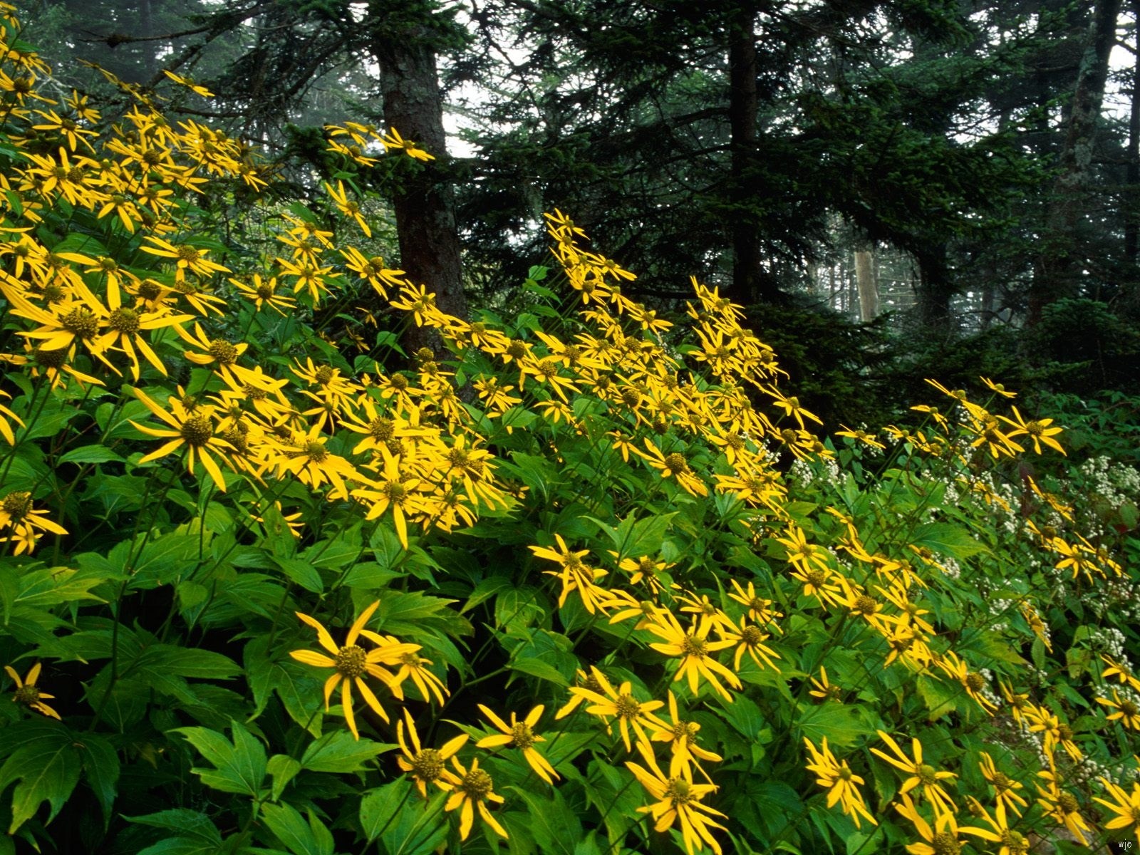 Landscapes - Woodland Sunflowers Great Smoky Mountains National Park Tennessee