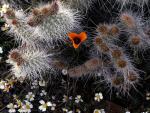 Nature - White Tidy-Tips Grizzly Bear Cactus and a Lone Mariposa Tulip Death Valley California_0