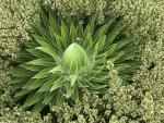 Nature - Wild Mountain Succulent