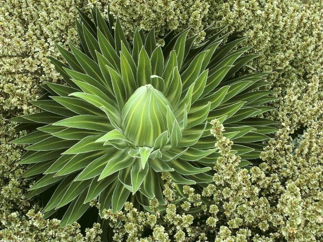 Nature - Wild Mountain Succulent