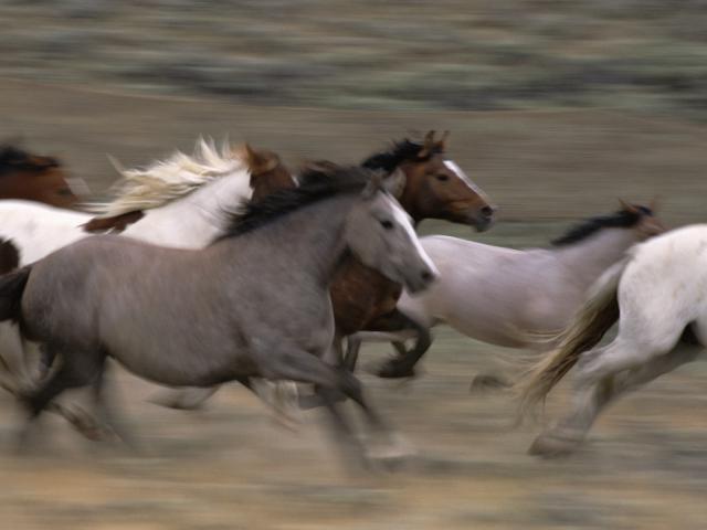 Mustangs on the Move, Red Desert, Wyoming