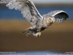 Snowy Owls