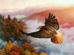The View-Red Tail Hawk