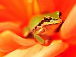 Tree Frog, Amazon Rain Forest