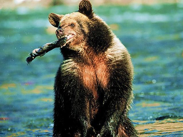 Trout Fishing Grizzly Bear, Colorado River