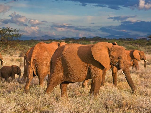African Elephants, Samburu National Reserve, Kenya-a