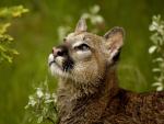 Watchful Cougar, Montana