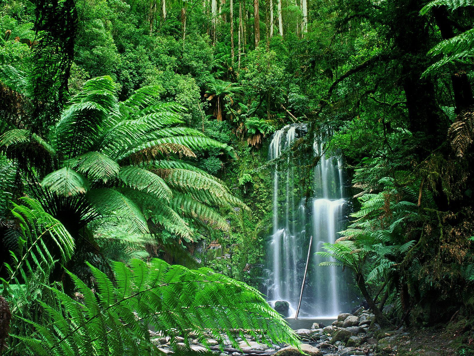 Beauchamp Falls, Victoria, Australia