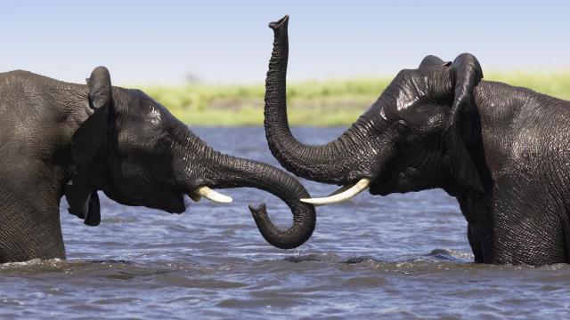 African Elephant Pair Playing in the Chobe River, Botswana