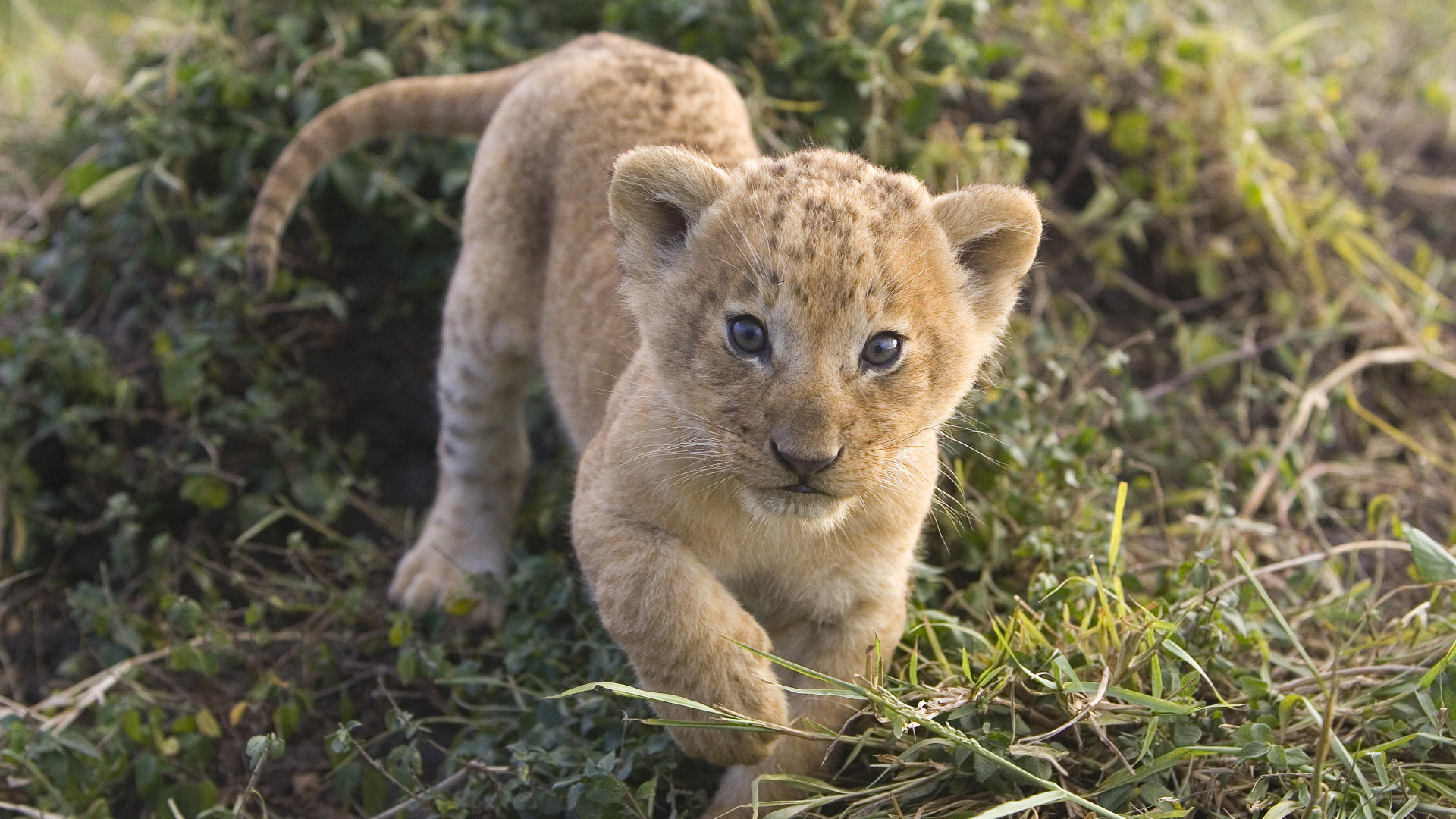 African Lion Cub, Masai Mara, Kenya