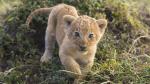 African Lion Cub, Masai Mara, Kenya