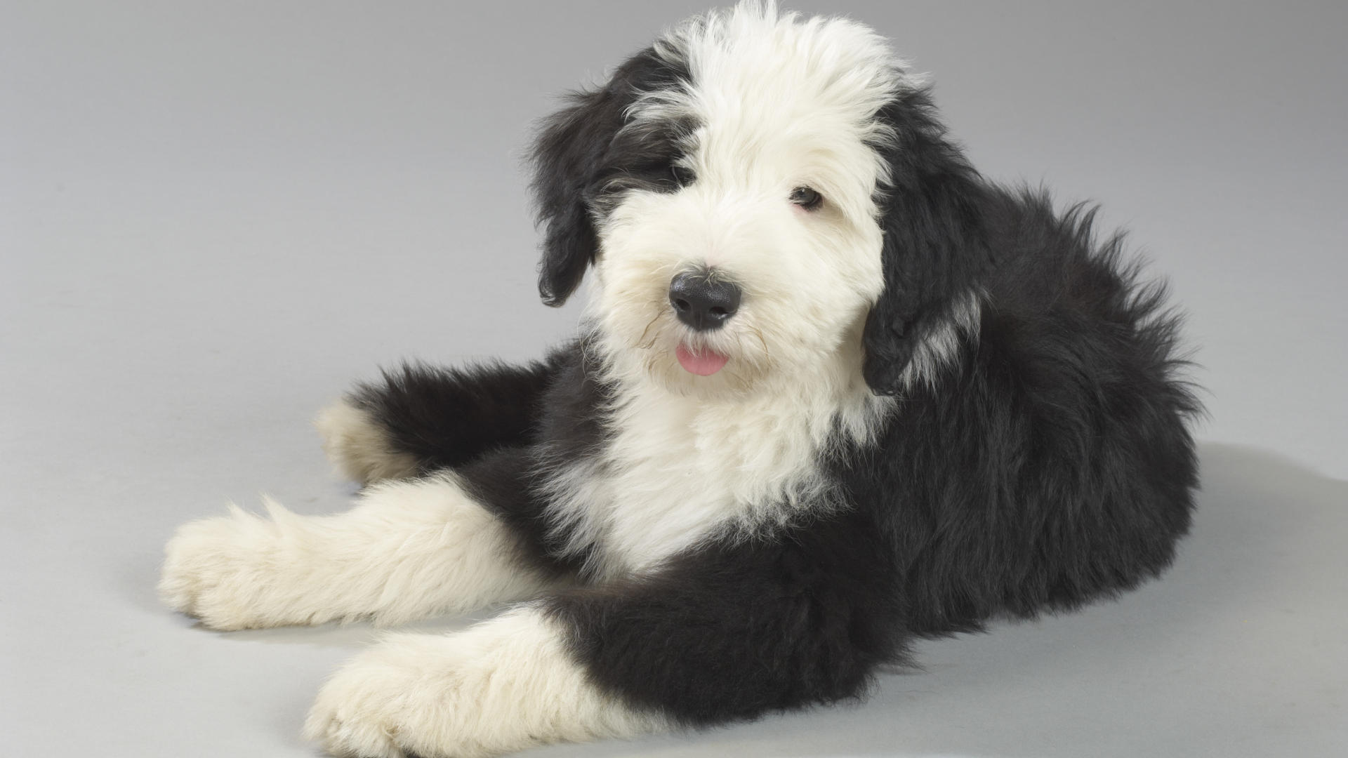 Old English Sheepdog