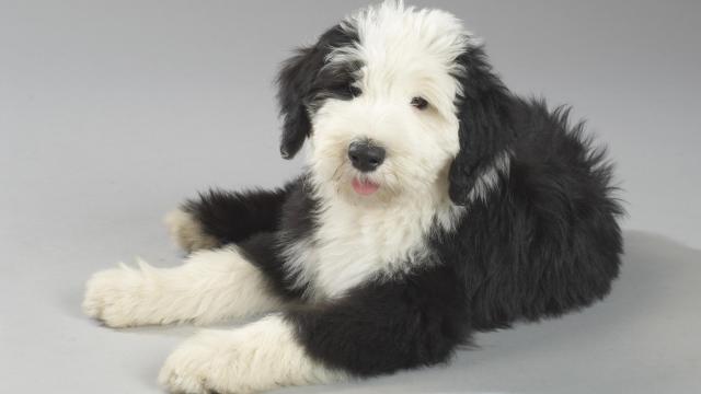 Old English Sheepdog