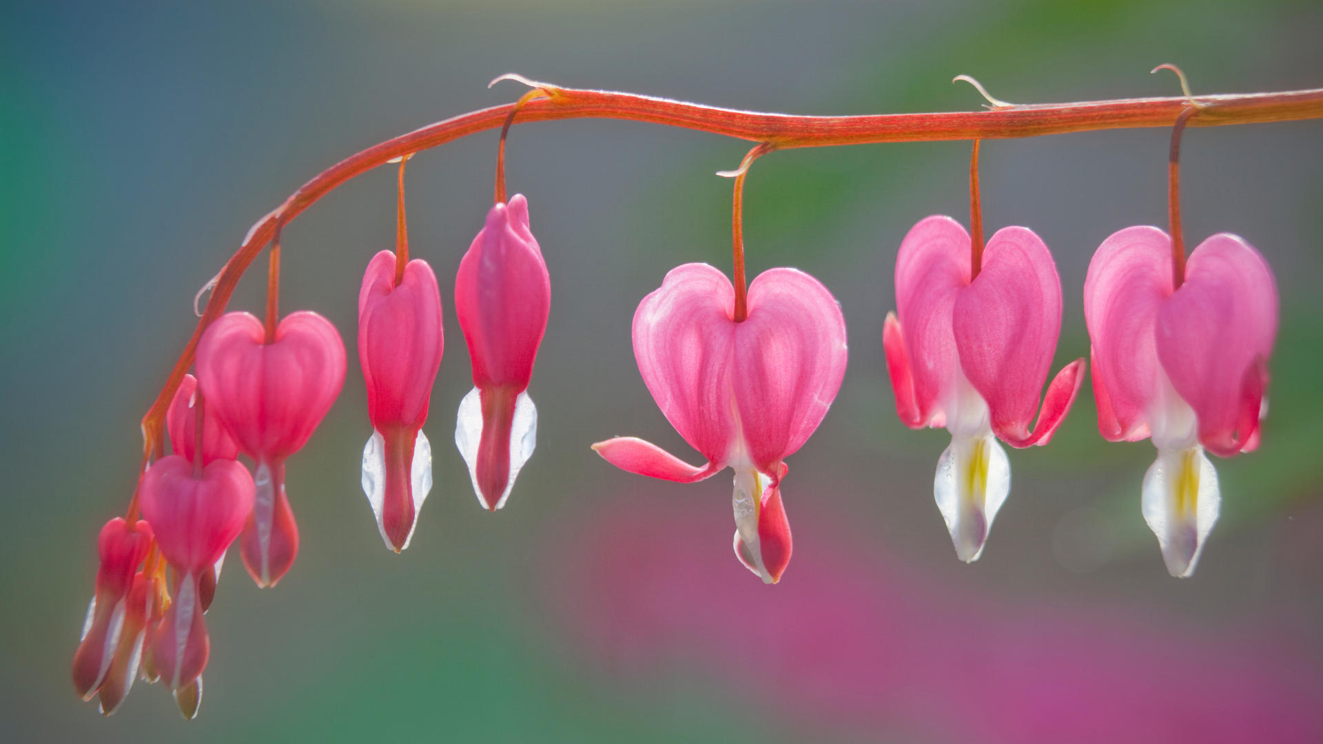 Bleeding Hearts