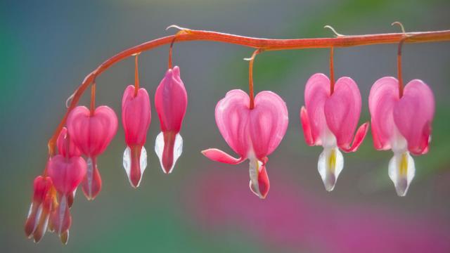 Bleeding Hearts