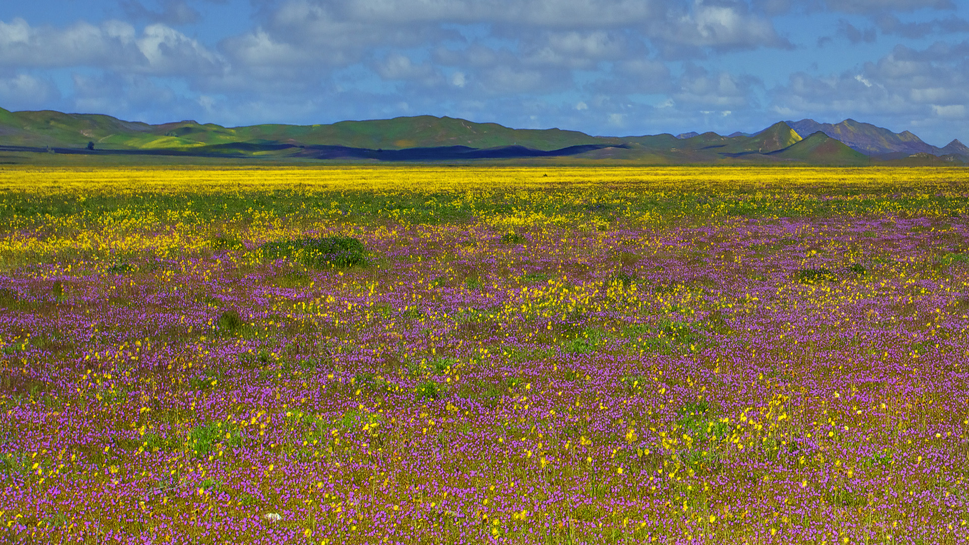 Purple Fields, Carrizo Plain National Monument, California