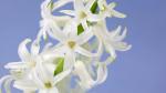 White Hyacinths