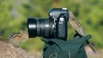 Curious Chipmunks, Yellowstone, Wyoming