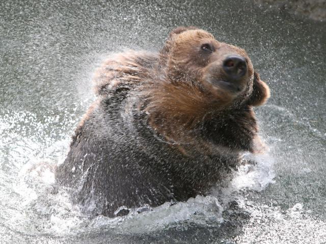 Brown_Bear_Bath_Moscow_Zoo_Russia