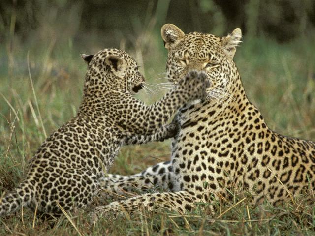 Leopard_Cub_Testing_Moms_Patience_Masai_Mara_Kenya