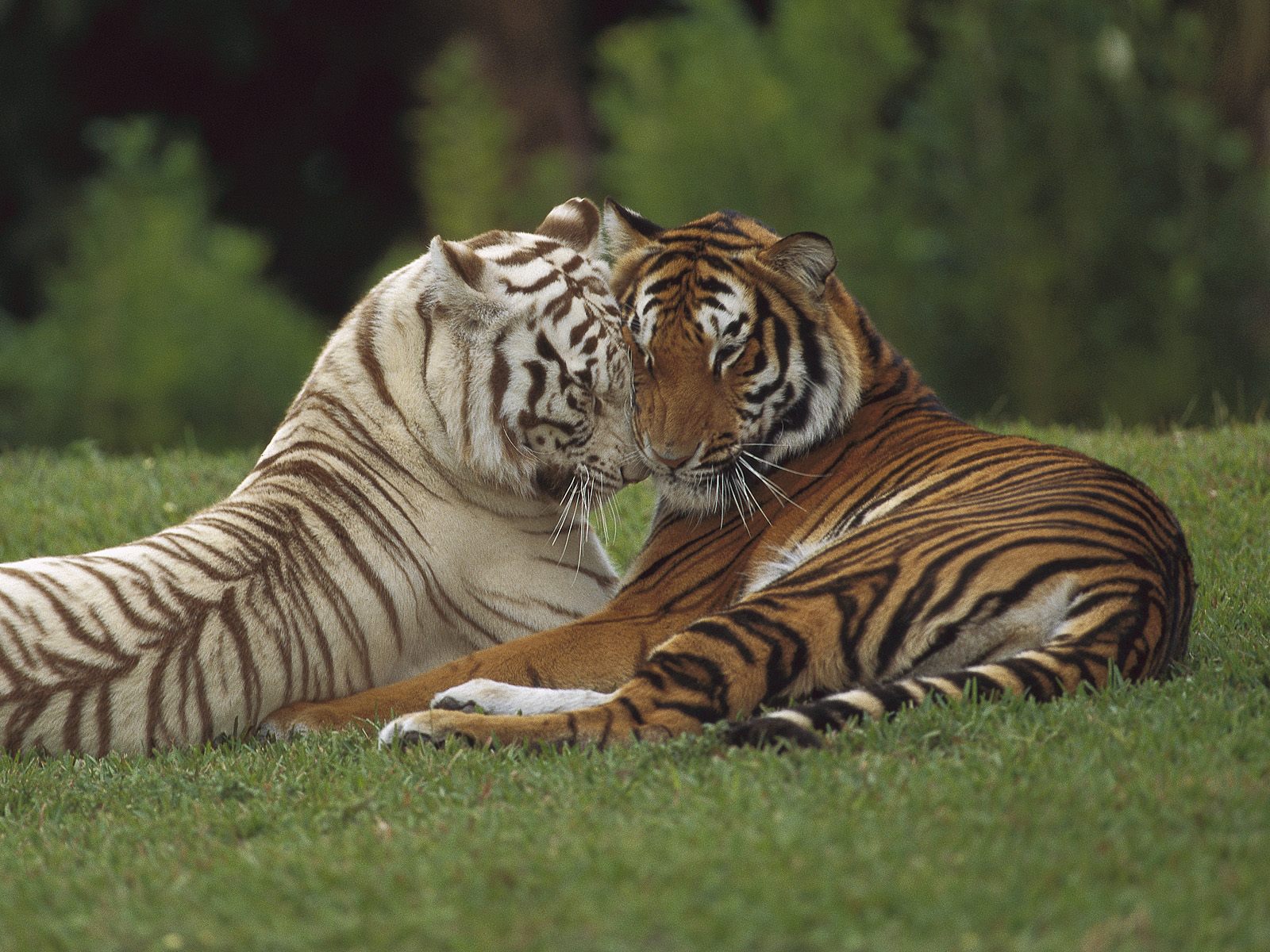 Affectionate_Pair_Bengal_Tigers_India
